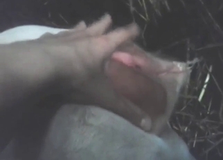 Fisting a cow's pussy is going to get him hard