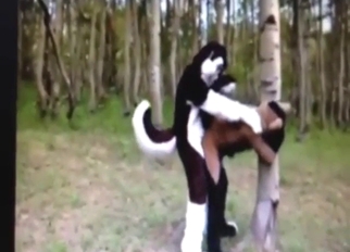 Fursuit dudes are fucking each other outside