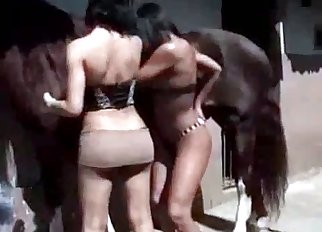 Impressive bestiality with numerous sluts