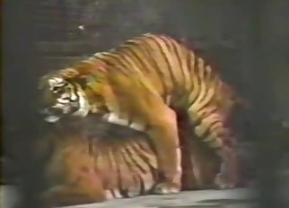 Tigers fucking behind the bars here