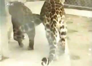 Stimulating jaguar asshole with passion