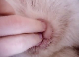 Sexy doggy anus is a nice gift for zoophile