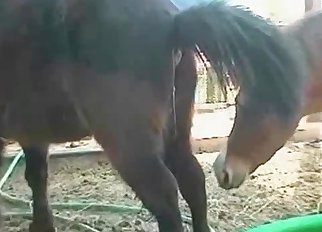 Unexpected type of bestiality here