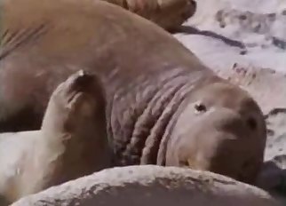 Nice to see how sea cats having wild sex