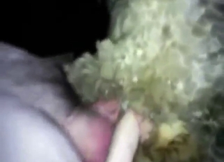 On hidden cam, he is ready to fuck a sheep