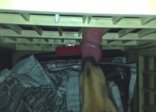 For slutty animal like that, it's a hot experience