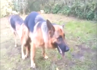 No stopping in a hardcore dog fuck movie